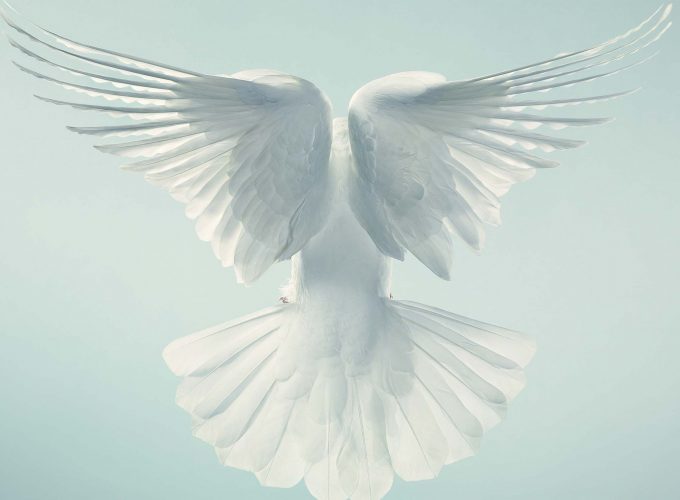 Wallpaper Dove, pigeon, flight, sky, Animals 6409718697